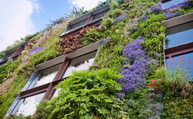 Greening 50 Houses