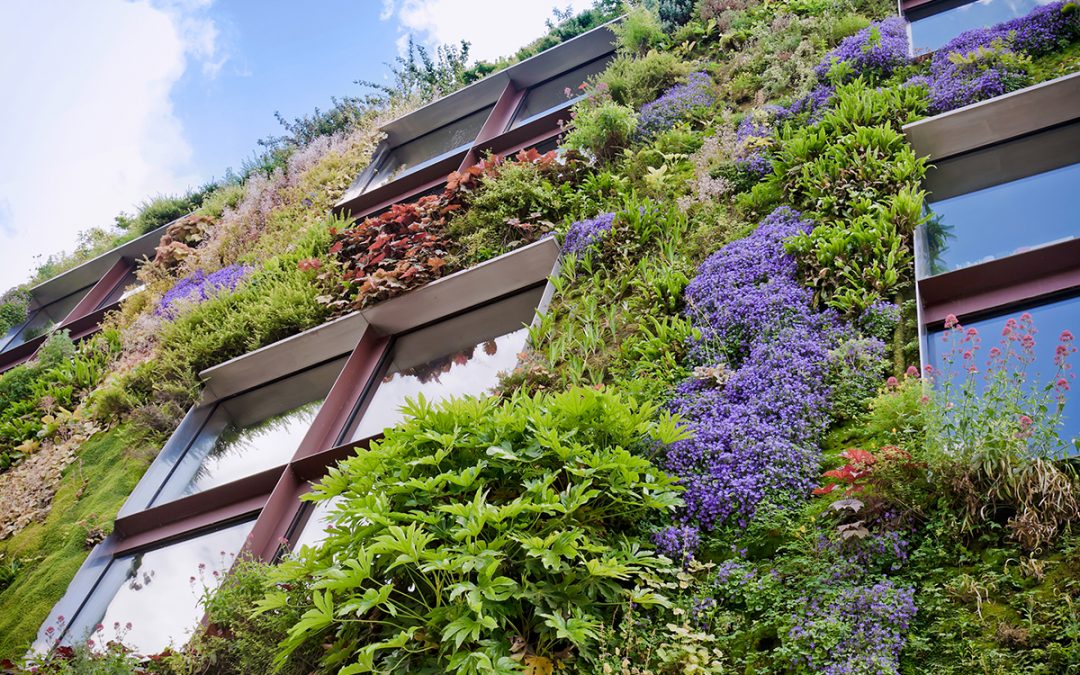 Greening 50 Houses