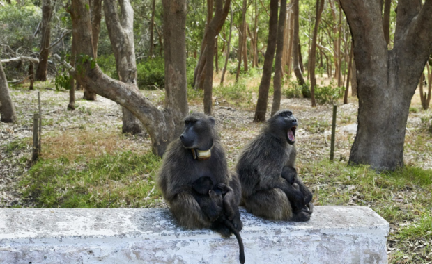 City’s Baboon Programme