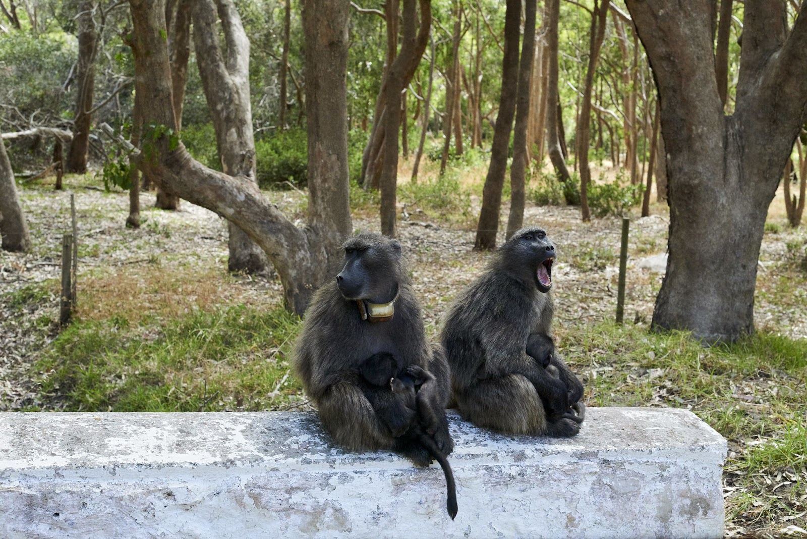 City’s Baboon Programme